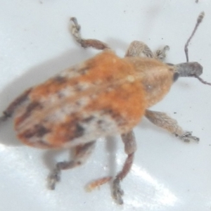 Curculionidae (family) at Jerrabomberra, NSW - suppressed