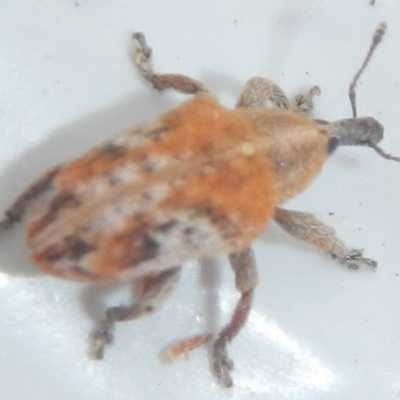 Curculionidae (family) (Unidentified weevil) at Mount Jerrabomberra - 29 Mar 2022 by TmacPictures