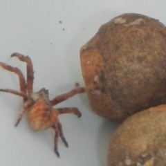 Araneinae (subfamily) (Orb weaver) at Mount Jerrabomberra - 29 Mar 2022 by TmacPictures