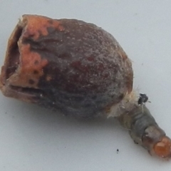 Unidentified Other Invertebrate (TBC) at Jerrabomberra, NSW - 29 Mar 2022 by TmacPictures