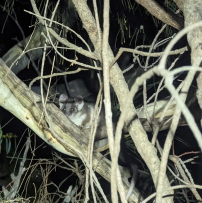 Pseudocheirus peregrinus (Common Ringtail Possum) at Mount Ainslie - 26 Mar 2022 by Positivism1