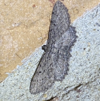 Psilosticha pristis (Little Brown Bark Moth) at QPRC LGA - 28 Mar 2022 by Steve_Bok