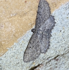 Psilosticha pristis at Jerrabomberra, NSW - suppressed