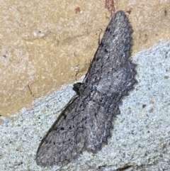 Psilosticha pristis at Jerrabomberra, NSW - suppressed