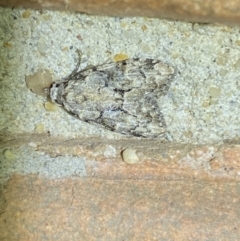 Nola tetralopha (A Nolid moth) at QPRC LGA - 28 Mar 2022 by Steve_Bok