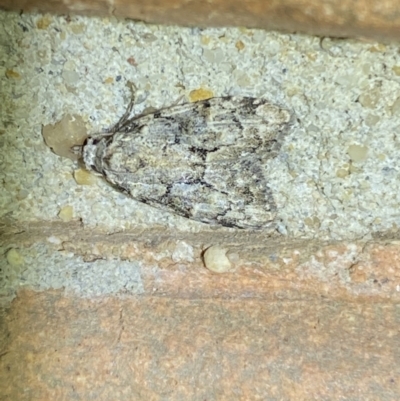 Nola tetralopha (A Nolid moth) at Jerrabomberra, NSW - 28 Mar 2022 by SteveBorkowskis