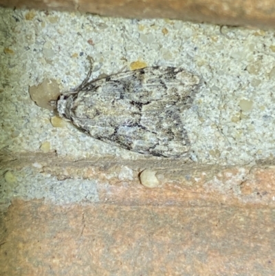 Nola tetralopha (A Nolid moth) at Jerrabomberra, NSW - 28 Mar 2022 by Steve_Bok