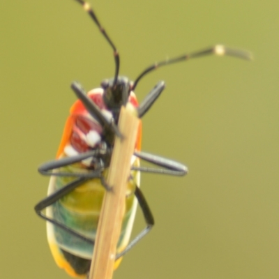 Dindymus versicolor (Harlequin Bug) at QPRC LGA - 29 Mar 2022 by TmacPictures