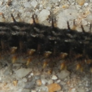 Junonia villida at Jerrabomberra, NSW - suppressed