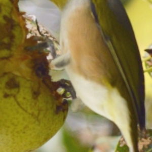 Zosterops lateralis at Jerrabomberra, NSW - suppressed