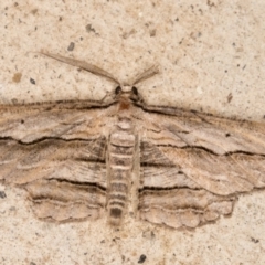 Euphronarcha luxaria (Striated Bark Moth) at Melba, ACT - 2 Feb 2022 by kasiaaus