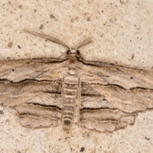 Euphronarcha luxaria at Melba, ACT - 2 Feb 2022 12:00 AM