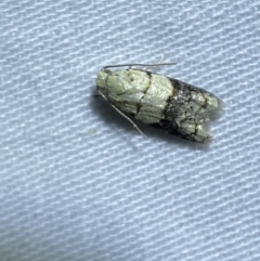 Tracholena sulfurosa (A tortrix moth) at Jerrabomberra, NSW - 29 Mar 2022 by SteveBorkowskis