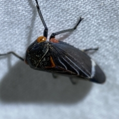 Eurymeloides lineata (Lined gumtree hopper) at Jerrabomberra, NSW - 29 Mar 2022 by Steve_Bok