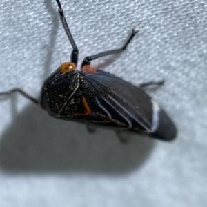 Eurymeloides lineata at Jerrabomberra, NSW - suppressed