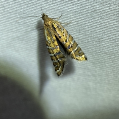 Glyphipterix perimetalla (Five-bar Sedge-moth) at Jerrabomberra, NSW - 29 Mar 2022 by SteveBorkowskis