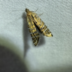 Glyphipterix perimetalla (Five-bar Sedge-moth) at Jerrabomberra, NSW - 29 Mar 2022 by Steve_Bok