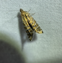 Glyphipterix perimetalla at Jerrabomberra, NSW - 29 Mar 2022