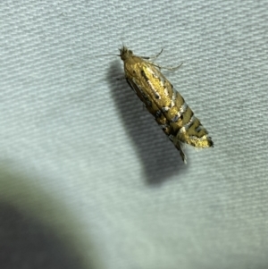 Glyphipterix perimetalla at Jerrabomberra, NSW - 29 Mar 2022