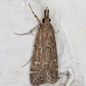 Eudonia cleodoralis at Melba, ACT - 2 Feb 2022 11:33 PM