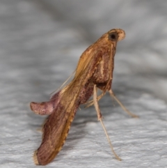 Endotricha pyrosalis (A Pyralid moth) at Melba, ACT - 2 Feb 2022 by kasiaaus