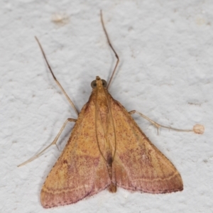 Endotricha pyrosalis at Melba, ACT - 2 Feb 2022 11:39 PM