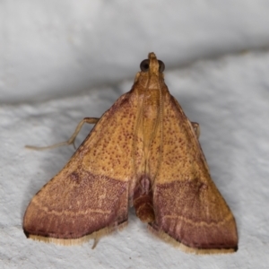 Endotricha pyrosalis at Melba, ACT - 2 Feb 2022 11:39 PM