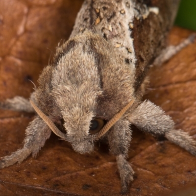 Elhamma australasiae (A Swift or Ghost moth (Hepialidae)) at Melba, ACT - 2 Feb 2022 by kasiaaus