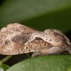 Elhamma australasiae at Melba, ACT - 2 Feb 2022 11:42 PM