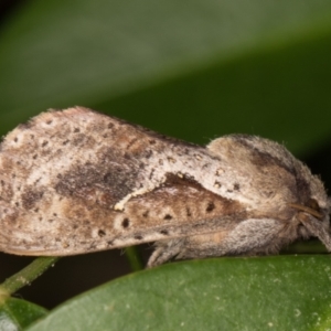 Elhamma australasiae at Melba, ACT - 2 Feb 2022 11:42 PM