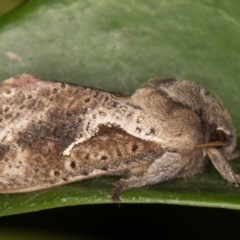 Elhamma australasiae at Melba, ACT - 2 Feb 2022 11:42 PM