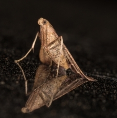 Endotricha ignealis (A Pyralid moth (Endotrichinae)) at Melba, ACT - 2 Feb 2022 by kasiaaus