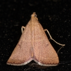 Endotricha ignealis at Melba, ACT - 2 Feb 2022