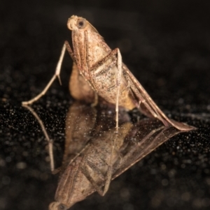 Endotricha ignealis at Melba, ACT - 2 Feb 2022