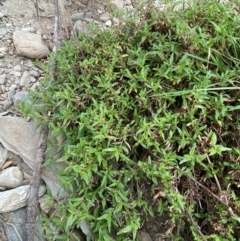 Persicaria prostrata (Creeping Knotweed) at Burra, NSW - 26 Mar 2022 by Ned_Johnston