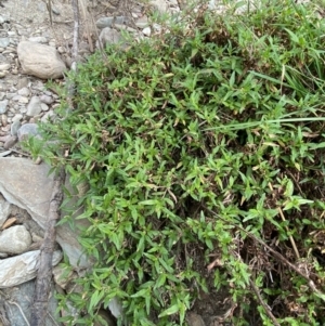 Persicaria prostrata at Burra, NSW - 27 Mar 2022 09:33 AM