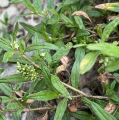 Persicaria prostrata at Burra, NSW - 27 Mar 2022 09:33 AM