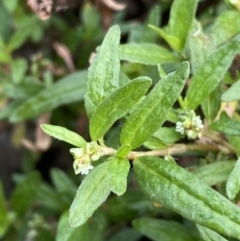 Persicaria prostrata at Burra, NSW - 27 Mar 2022 09:33 AM