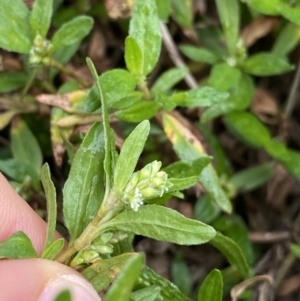 Persicaria prostrata at Burra, NSW - 27 Mar 2022 09:33 AM