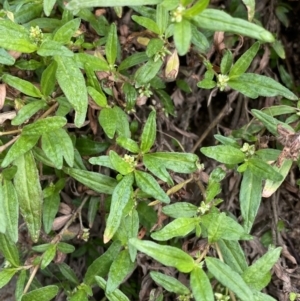 Persicaria prostrata at Burra, NSW - 27 Mar 2022 09:33 AM