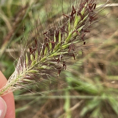 Cenchrus purpurascens (Swamp Foxtail) at Burra, NSW - 27 Mar 2022 by NedJohnston