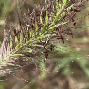 Cenchrus purpurascens at Burra, NSW - 27 Mar 2022