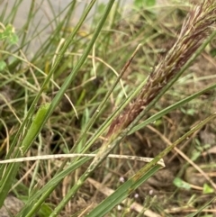 Cenchrus purpurascens at Burra, NSW - 27 Mar 2022 09:32 AM