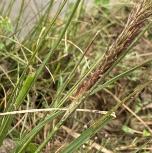 Cenchrus purpurascens at Burra, NSW - 27 Mar 2022