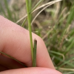 Cenchrus purpurascens at Burra, NSW - 27 Mar 2022