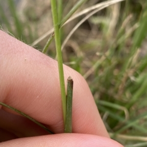 Cenchrus purpurascens at Burra, NSW - 27 Mar 2022 09:32 AM