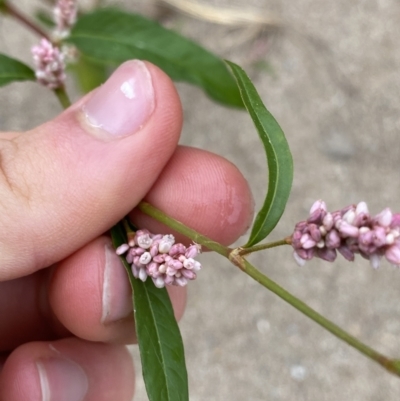 Persicaria lapathifolia (Pale Knotweed) at Burra, NSW - 27 Mar 2022 by NedJohnston