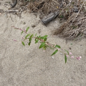 Persicaria lapathifolia at Burra, NSW - 27 Mar 2022 09:30 AM