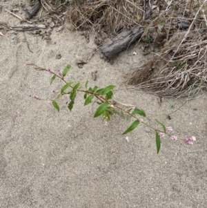 Persicaria lapathifolia at Burra, NSW - 27 Mar 2022