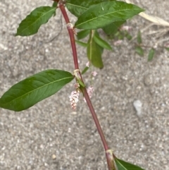 Persicaria lapathifolia at Burra, NSW - 27 Mar 2022